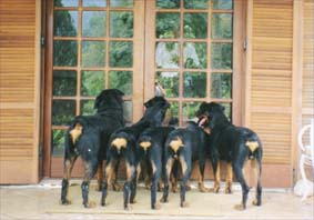 album de familia